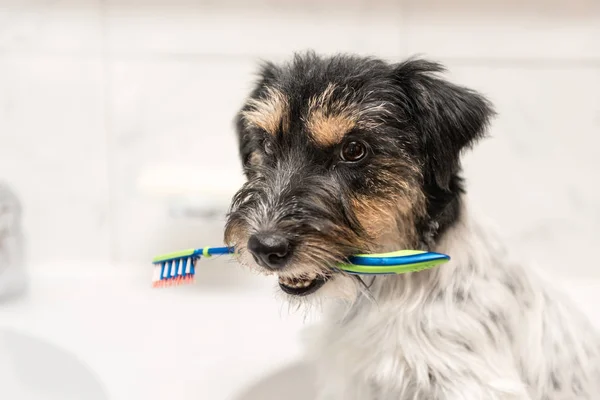 Dog holding toothbrush in bathroom - jack russell terrier