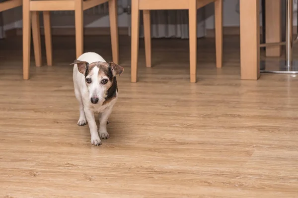 Söt Gammal Hund Lägenheten — Stockfoto