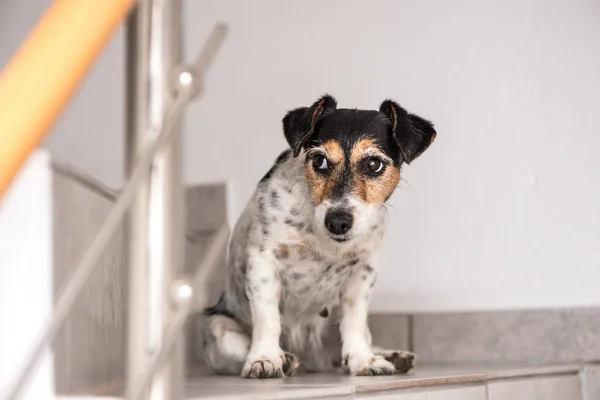 Dumma lilla Jack Russell Terrier hund sitter på en trappa och utseende — Stockfoto