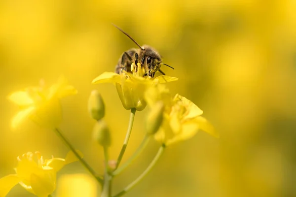 Honneybee zbierając nektar na gwałt kwiat — Zdjęcie stockowe