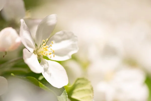 Apple blossom drzewo na wiosnę przed niewyraźne tło — Zdjęcie stockowe