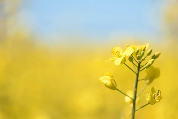 Rape Flowers in the season spring. Yellow field — Stock Photo, Image