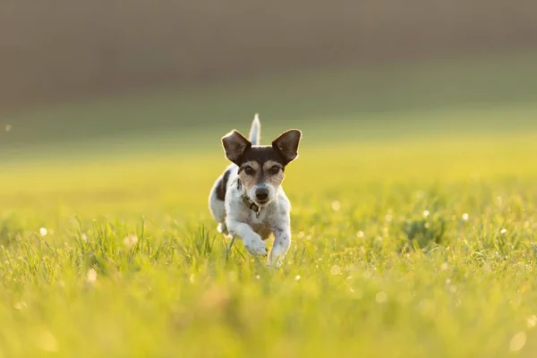 Jack Russell está corriendo sobre un prado en verano una luz de fondo — Foto de Stock