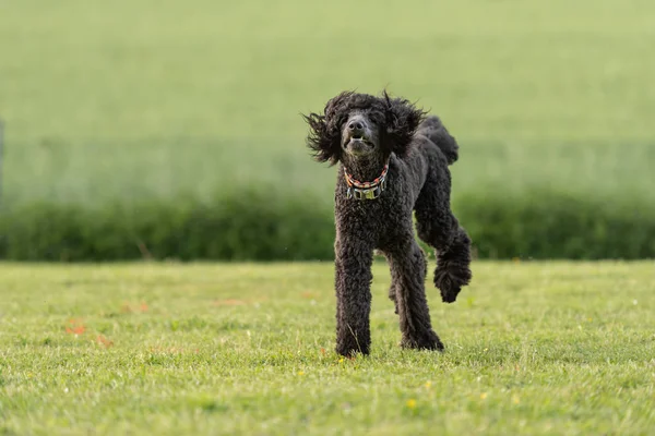 King poodle. Funny big dog is jumping on a meadow