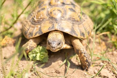 Doğada turtle. Kaplumbağa Sand