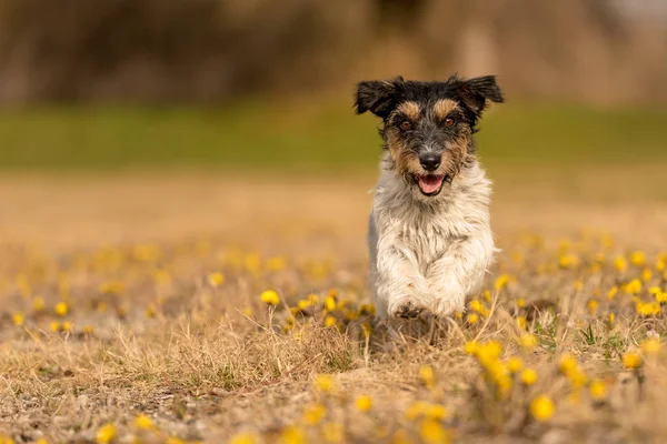 Leuke jack Russell Terrier hond op bloeiende gebied in het voorjaar — Stockfoto