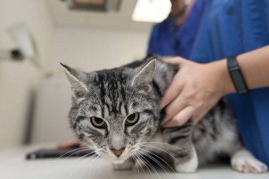 Kedi veteriner pratikte. X-ışını hayvan veteriner olduğunu