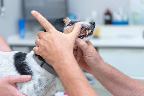 Jack Russell Terrier doggy at the vet — Stock Photo, Image