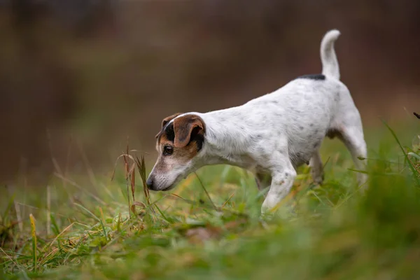 Jack Russell Terrier perro se para de lado y huele a planta — Foto de Stock