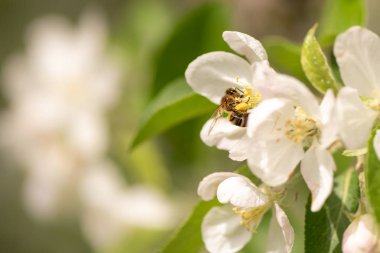 Bal arısı polen güzel çiçek açması elma t üzerinde topluyor