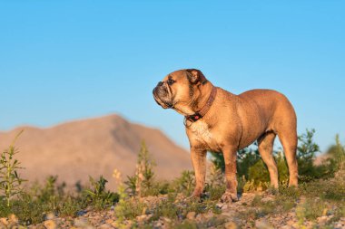 Kıta Bulldog IST ayakta bir tepenin önünde