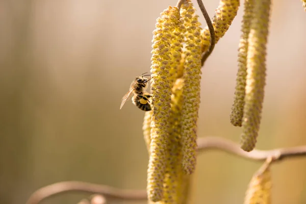 蜜蜂在树上采集花蜜 — 图库照片