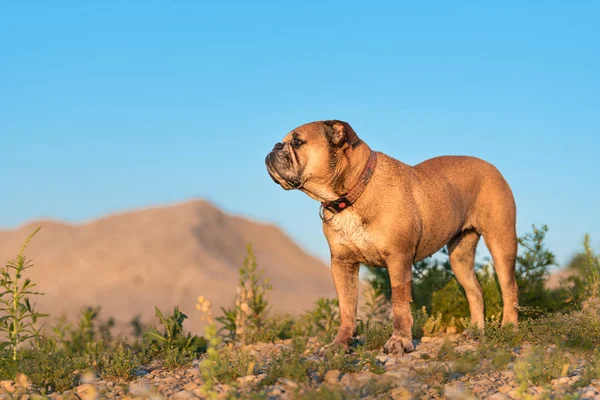 Continental Bulldog ist standing in front of a hill — Stock Photo, Image