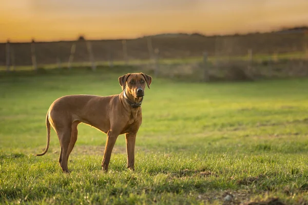 Proud Rhodesian Ridgeback dog is standing on a green meadow in s — Stock Photo, Image