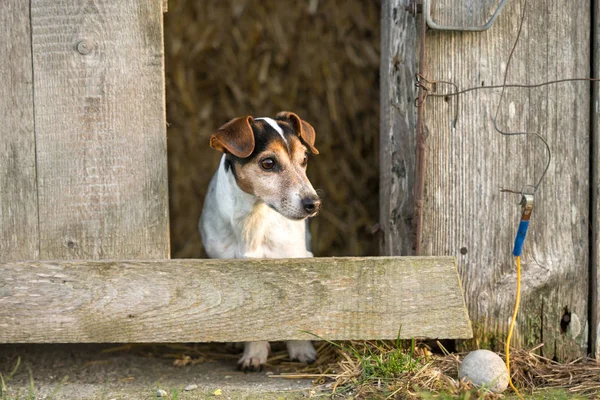 El perro está mirando desde un granero. Jack Russell Terrie 12 años — Foto de Stock