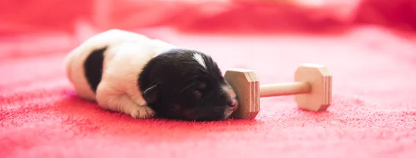 Pasgeboren puppy hondje ligt tegenover rode achtergrond. De baby — Stockfoto