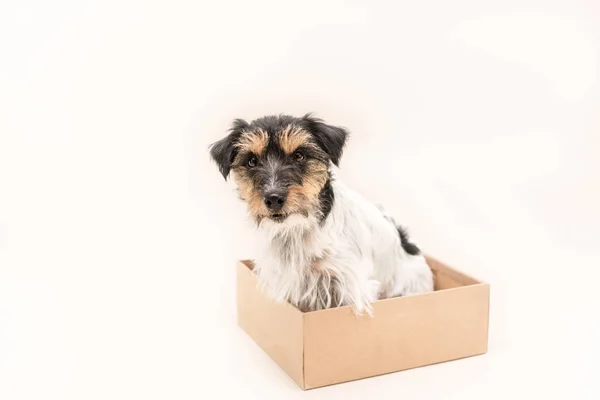 Små hunden sitter lydigt i en pappkartong. redo för utskick. — Stockfoto