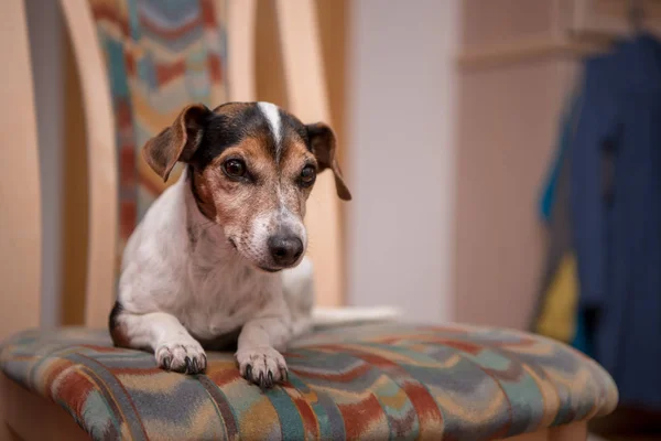 Viejo Jack Russell Terrier Perro Encuentra Una Silla Apartamento — Foto de Stock