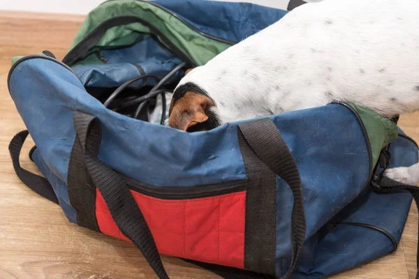Köpek kafasını bir çantaya koyar ve yemek için görünüyor. Eski Jack Russell 