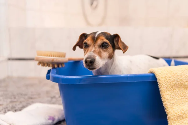 Cão na banheira azul — Fotografia de Stock