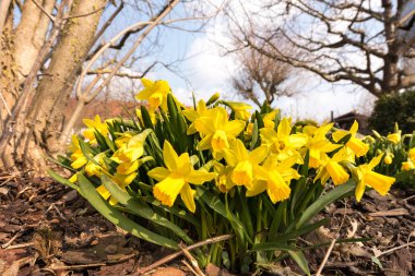 Bahar bahçesinde çiçek açan nergis