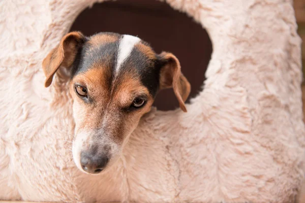 Cão pequeno bonito encontra-se confortavelmente em uma caverna de gato - Jack Russell 10 — Fotografia de Stock