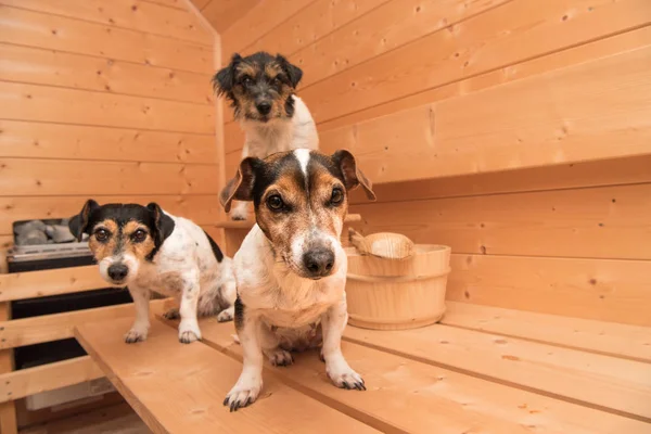 Małe słodkie psy w saunie - trzy jack russell terrier — Zdjęcie stockowe