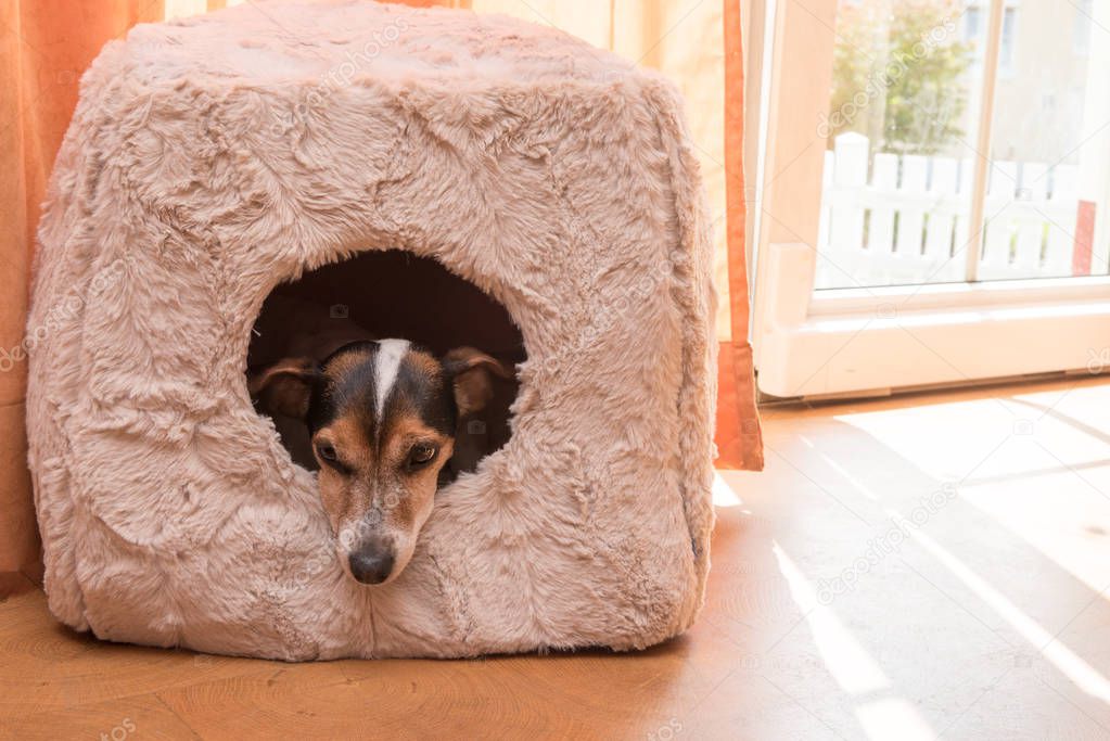 Cute little dog lies comfortably in a cat cave - Jack Russell 10