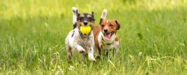 İki küçük Jack Russell Terrier çalışan ve birlikte oynuyor 