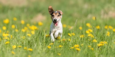 Çayır çiçek açan bir yeşil çalıştırmak komik Jack Russell Terrier köpek