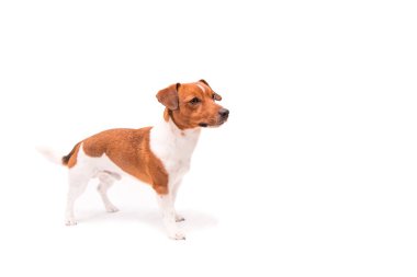 Sevimli Jack Russell Terrier köpek beyaz bir arka plan önünde izole ayakta