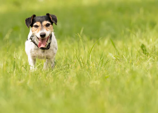 Perro pequeño corre y vuela sobre un prado verde en primavera. Jack Rus. — Foto de Stock