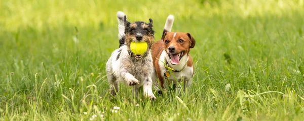 Dos pequeños Jack Russell Terrier están corriendo y jugando juntos —  Fotos de Stock
