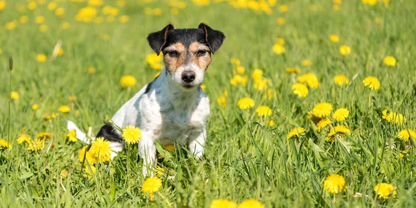 Jack Russell Terrier cão 8 anos sentado em uma mola verde m — Fotografia de Stock