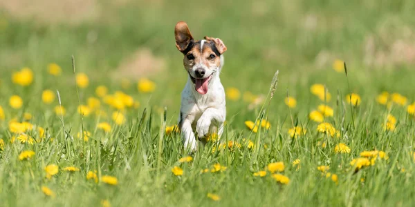 Hauska Jack Russell Terrier koira ajaa vihreä kukkiva niitty — kuvapankkivalokuva