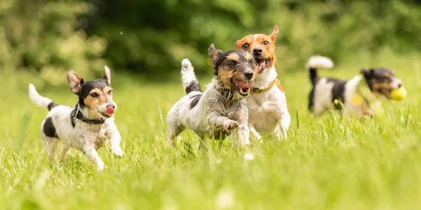 Ein Rudel kleiner Jack Russell Terrier rennt und spielt zusammen — Stockfoto