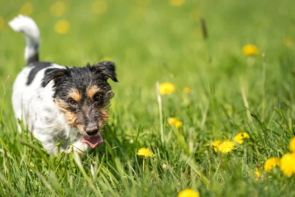 Jack Russell Perro terrier en un prado floreciente de primavera verde —  Fotos de Stock