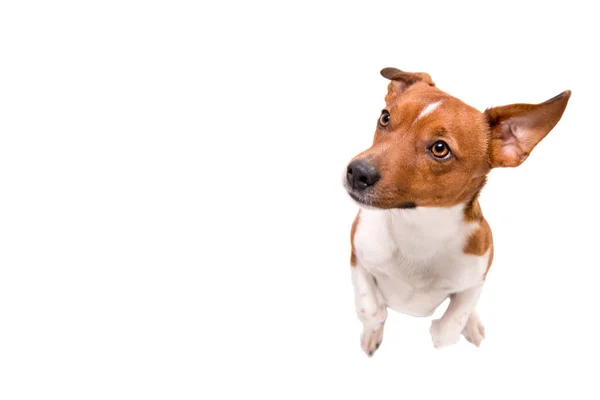 Mały Pies Siedzi Nogach Patrzy Górę Jack Russell Terrier Hound — Zdjęcie stockowe