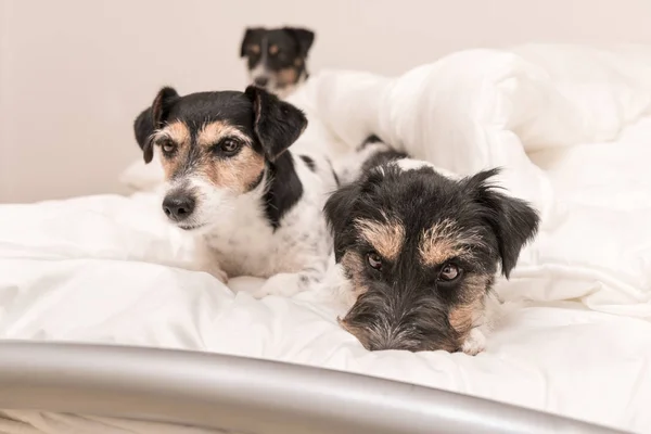 A group of funny dogs are lying and sleeping in a bed. Three lit