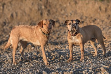 Continental Bulldog ve Labrador Retrievers arasındaki dostluk. 