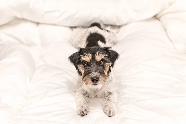 Funny Little Jack Russell Terrier pies kłamie i śpi w — Zdjęcie stockowe
