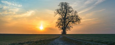  Çakıl yolu sisli sabah ruh hali içinde tek bir ağaca yol açar