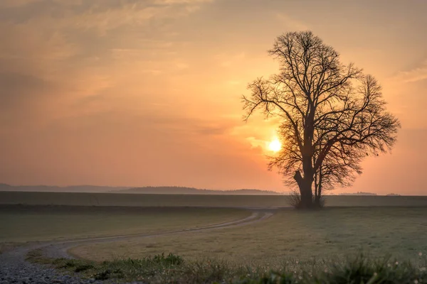 Gravel path leads to a single tree in foggy morning mood in the