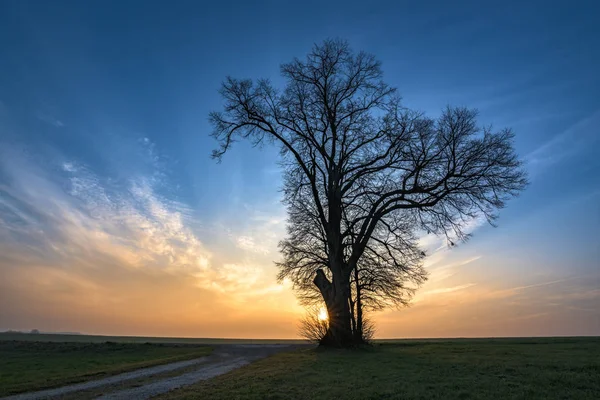 Gravel path leads to a single tree in foggy morning mood in the