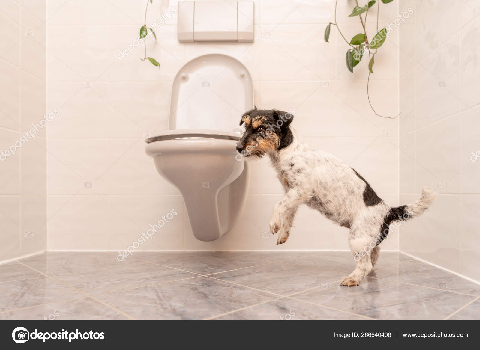 Dog is dancing on the toilet Jack Russell Terrier Stock Photo by