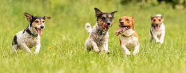 Küçük Jack Russell Terrier bir paket çalışan ve TOG oynuyor