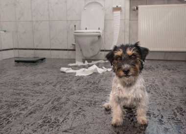 Köpek karışıklık yapma - kaos jack russell terrier banyoda 