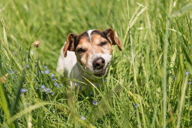 Küçük sevimli Jack Russell Terrier köpek bir çayırda çim yiyor.