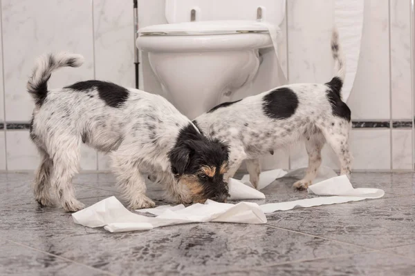 Dog making mess - chaos jack russell terrier in the bathroom