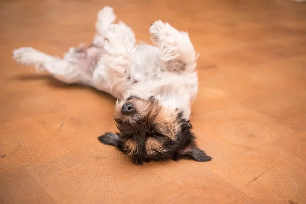 Cane sdraiato a testa in giù sul retro. Cane cattivo Jack Russell Terrier — Foto Stock